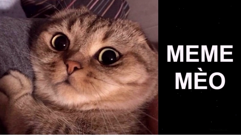 Meme mèo với biểu cảm ngạc nhiên