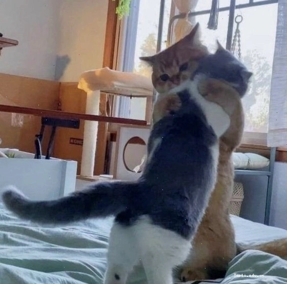 Meme thể hiện hành động an ủi, vỗ về người khác
