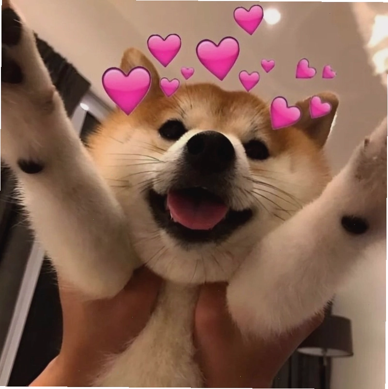 Meme tình yêu hình chú mèo thể hiện sự quan tâm