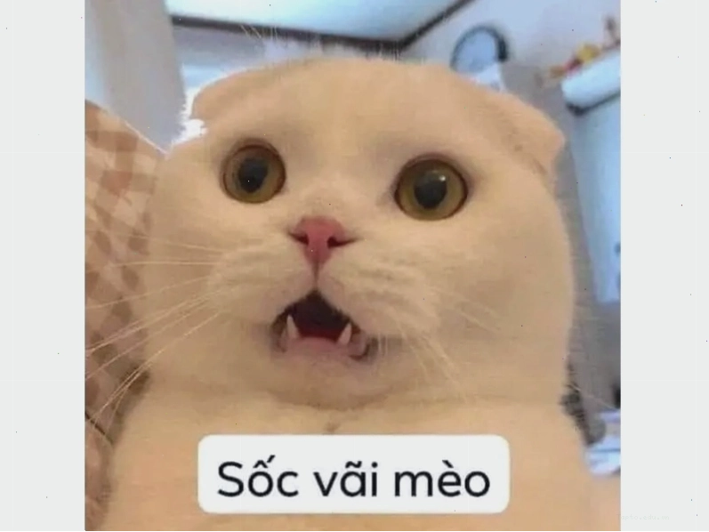 Mèo dỗi nhưng vẫn không thể cưỡng lại sự cám dỗ của đồ ăn