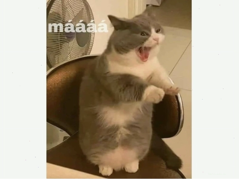 Mèo dỗi với cái miệng