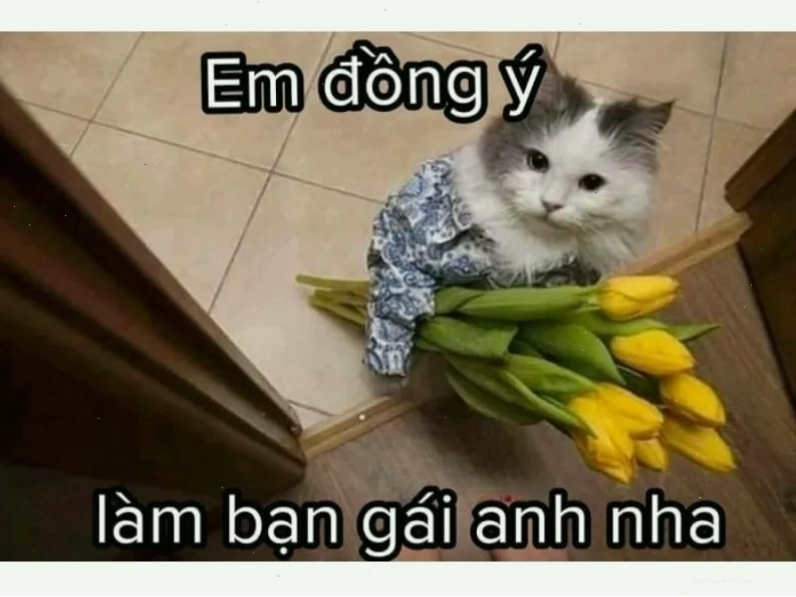 Mèo dỗi với vẻ mặt