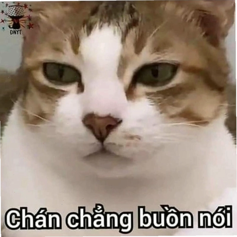 Ngắm nhìn vẻ đẹp meme chán biểu cảm