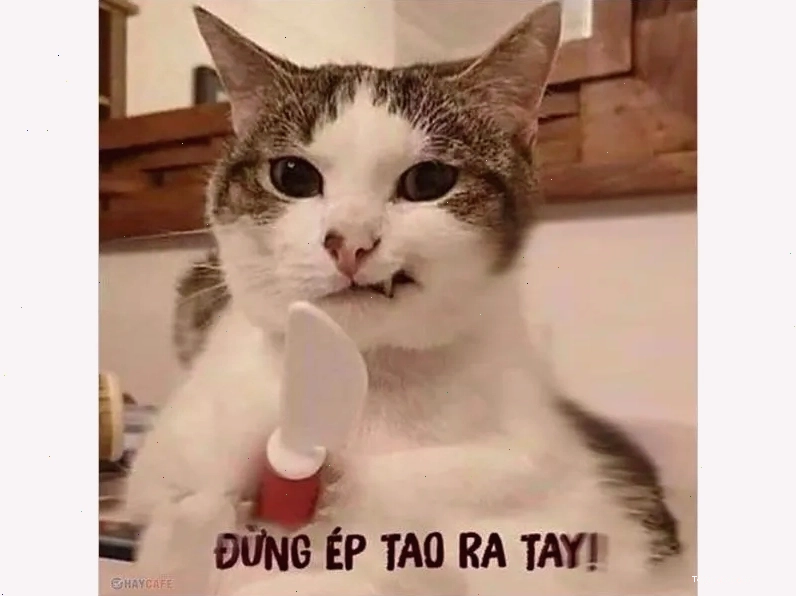 Tổng hợp ảnh meme mèo với biểu cảm hài hước và bất ngờ