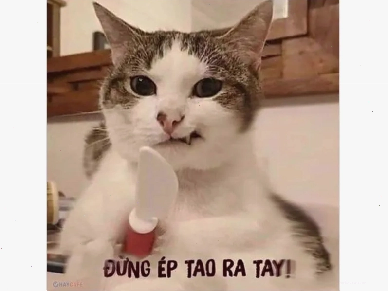 Tổng hợp những ảnh meme thú vị và hài hước từ động vật