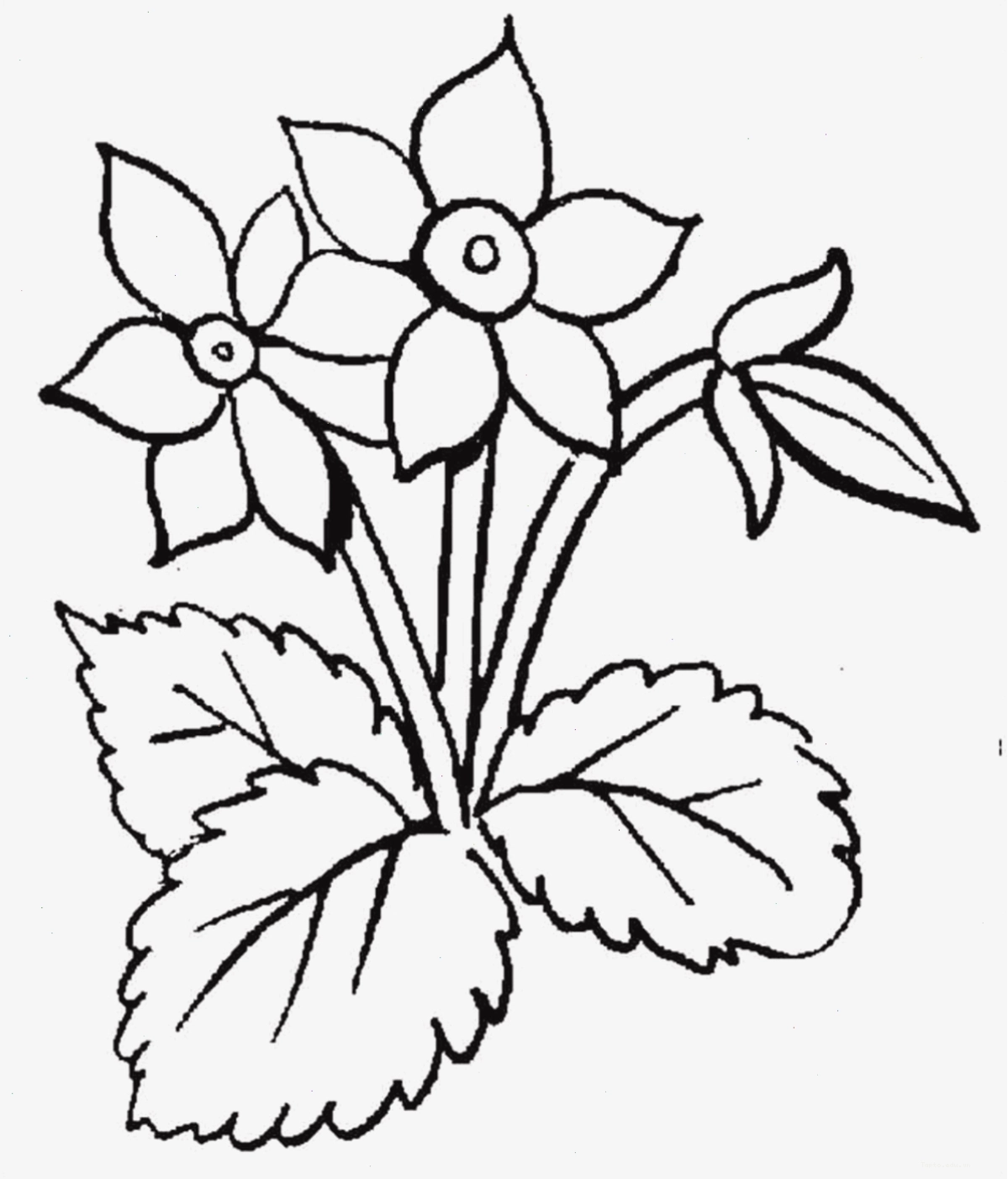 Tranh tô màu bông hoa Tulip đỏ thắm