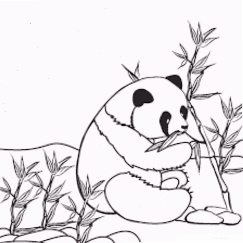 Tranh tô màu con vật trong rừng