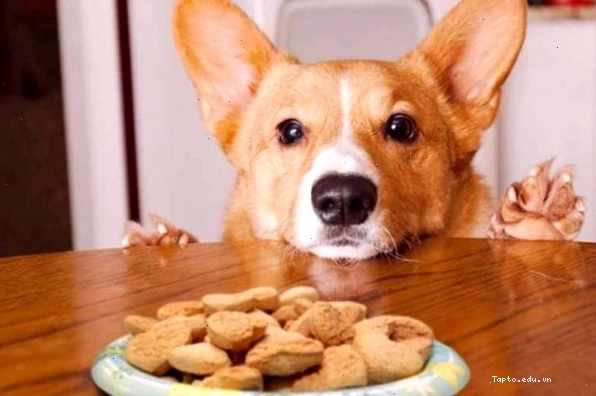 Chó corgi ăn nhiều dẫn đến tình trạng thừa cân béo phì