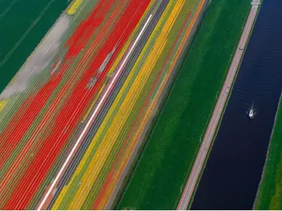 Lễ hội hoa Tulip Hà Lan rực rỡ sắc màu mùa xuân châu Âu