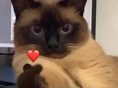 Ảnh meme avatar hài vui nhộn cực chất cho mạng xã hội