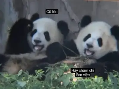 Tải ngay ảnh meme cố lên hài hước cực chất cho bạn bè