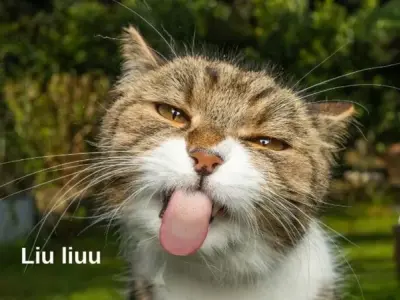 Những ảnh meme cute dễ thương khiến bạn cười nghiêng ngả