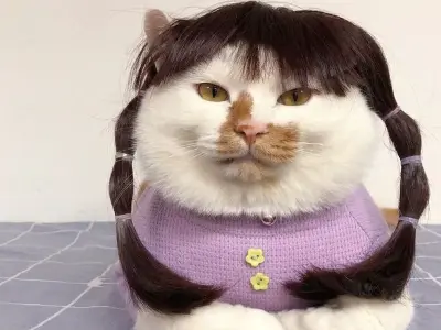 Xem ngay bộ ảnh meme hài mèo khiến bạn cười không ngừng