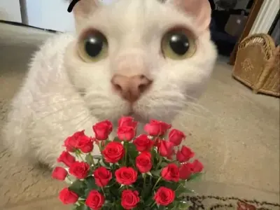 Ảnh mèo tặng hoa meme hài hước khiến bạn cười không ngớt