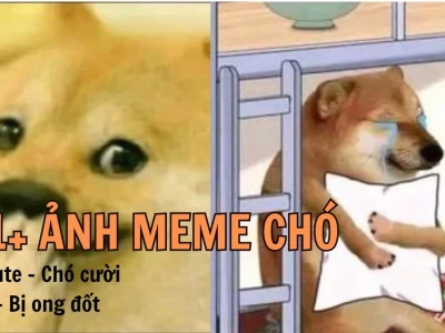 164+ Ảnh Chó Meme Hài Hước Nhất 2026