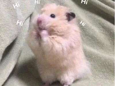 370+ Hamster Meme Siêu Hài Hước Khiến Bạn Cười Không Ngớt