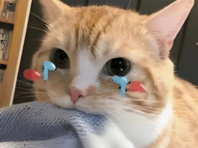 Ảnh Meme Mèo Khóc: Khi Biểu Cảm "Mếu Máu" Đốn Tim Dân Mạng