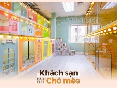Dịch vụ nhà nghỉ cho mèo chuyên nghiệp và uy tín nhất năm 2026