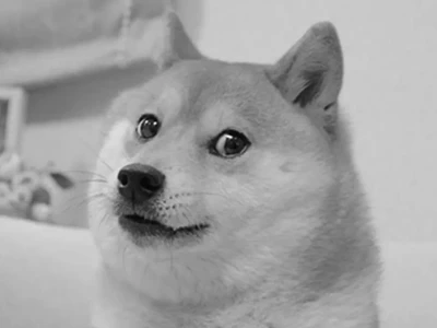 Doge Meme: Hành trình meme chú chó Shiba Inu và sức ảnh hưởng