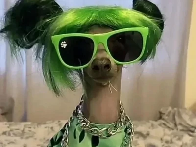 Khám Phá 100+ Avatar Meme Độc Đáo Cho Năm 2026
