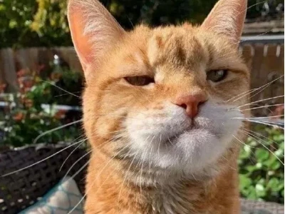 Khám phá bộ sưu tập ảnh meme chịu: Giải tỏa căng thẳng với những biểu cảm "buông xuôi" hài hước