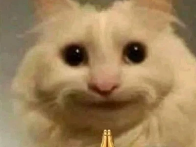 Khám Phá Thế Giới Ảnh Chế Mèo Meme Hài Hước Nhất 2026