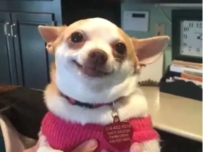 Khám phá Thế giới Chihuahua Meme: Những Khoảnh Khắc Khó Đỡ Nhất