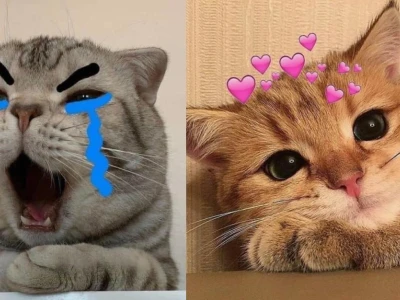 Khám Phá Thế Giới Meme Mèo OK Đa Sắc Thái