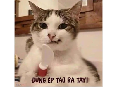 Meme là gì? Khám phá thế giới meme hài hước và sáng tạo