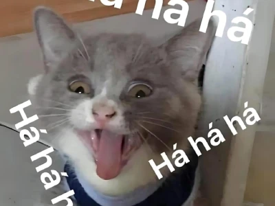 Meme mèo cười: Tuyển tập những biểu cảm hài hước nhất 2026