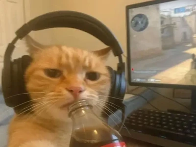 Tổng hợp meme mèo bất ngờ hài hước nhất 2026