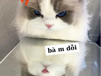 Tổng hợp meme mèo dỗi siêu hài hước và đáng yêu