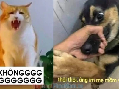 Tổng hợp Meme Từ Chối Hài Hước: Né Tình Huống Khó Xử Một Cách Tinh Tế
