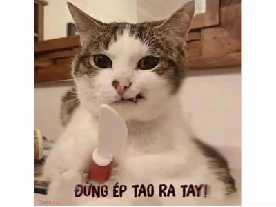 Tuyển Tập Ảnh Meme Cute Hài Hước Cực Bựa Cho Năm 2026