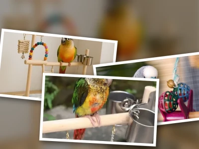 Essential guide to enriching toys for bored pet birds in 2026