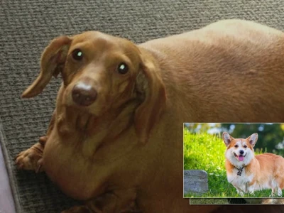 Cách nhận biết và xử lý tình trạng chó corgi bị béo phì hiệu quả